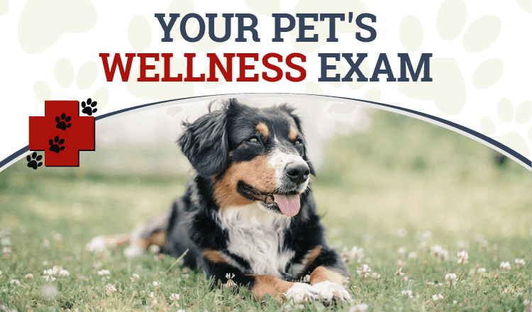 your-pet-s-wellness-exam-why-we-recommend-regular-wellness-exams-and