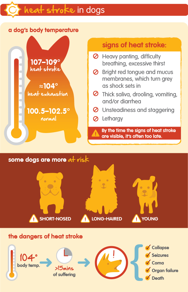 Normal Temperature For Dogs