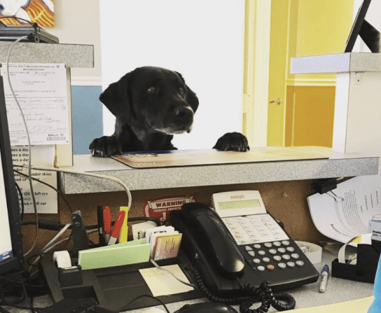Careers at Middlehope Veterinary Hospital