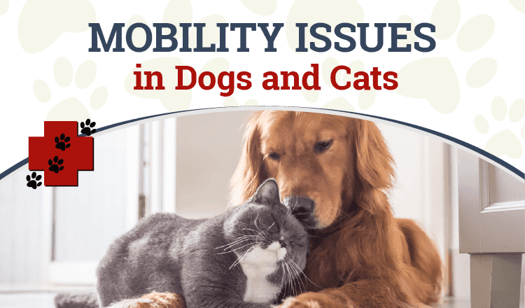 Mobility Issues in Dogs and Cats
