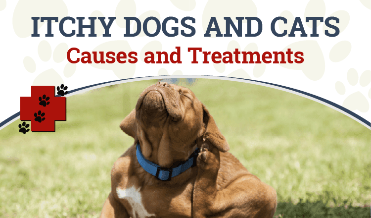 Itchy Dogs and Cats: Causes and Treatments
