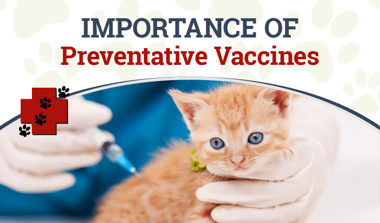 Importance of Preventative Vaccines
