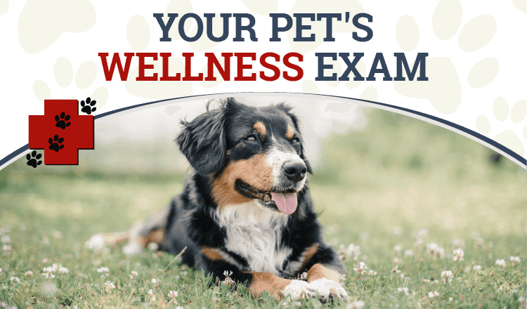 Your Pet’s Wellness Exam: Why We Recommend Regular Wellness Exams and Screening Tests