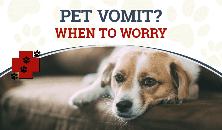 Vomiting in Dogs and Cats: Causes, Treatment, and Prevention