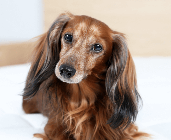 Senior Pet Care