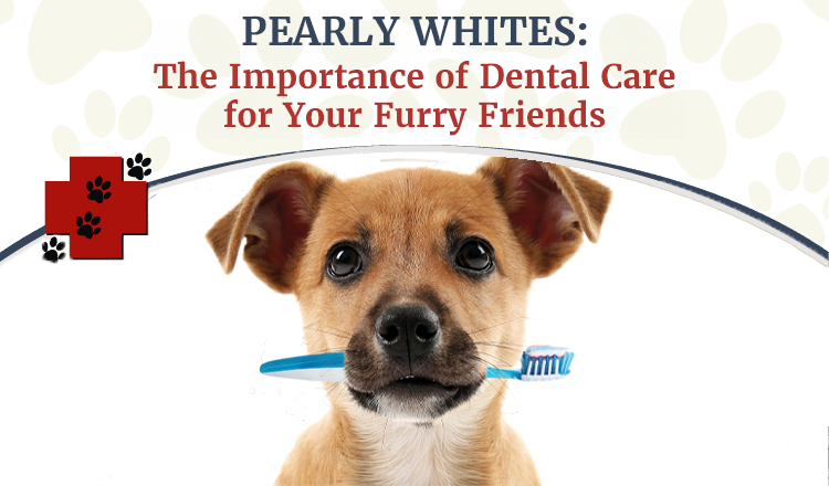 Pearly Whites: The Importance of Dental Care for Your Furry Friends