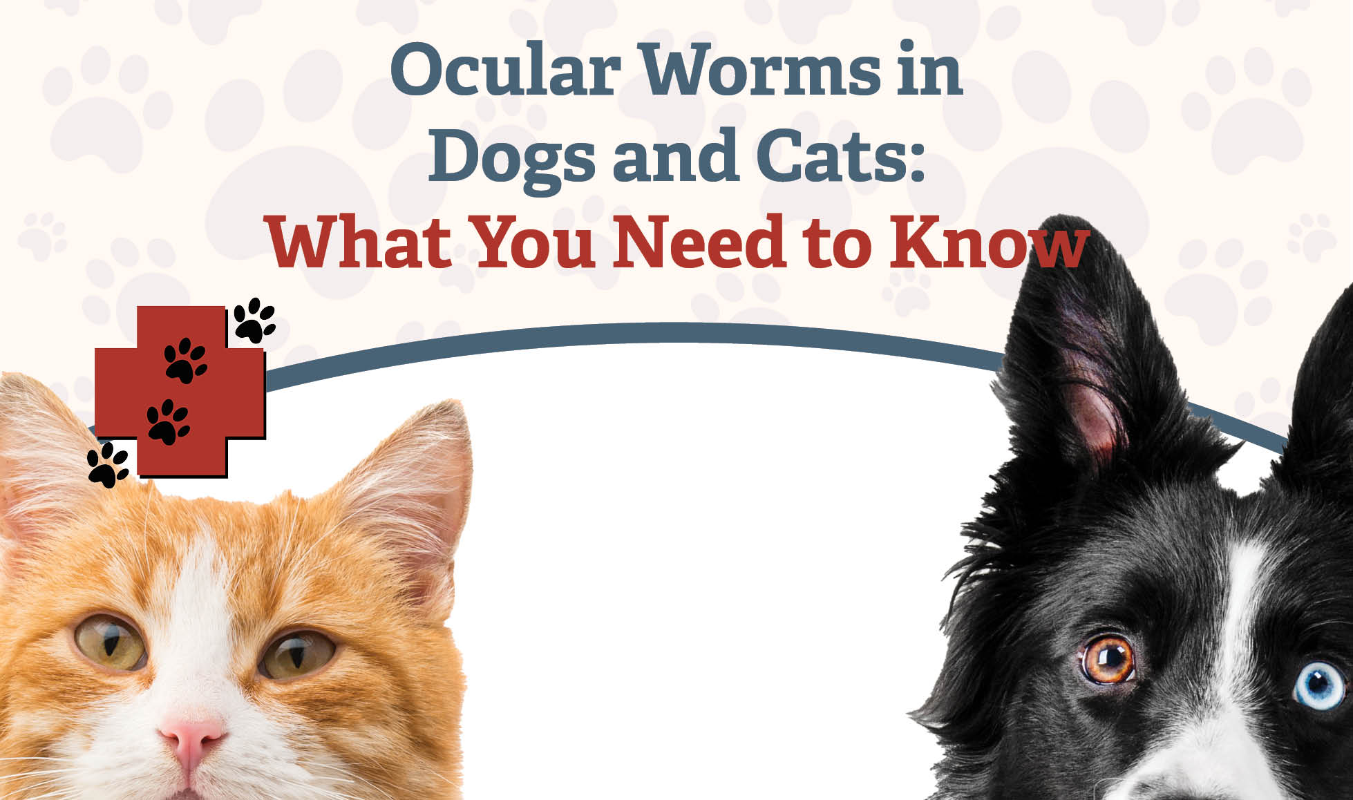 Ocular Worms in Dogs and Cats: What You Need to Know