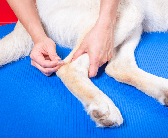 Acupuncture